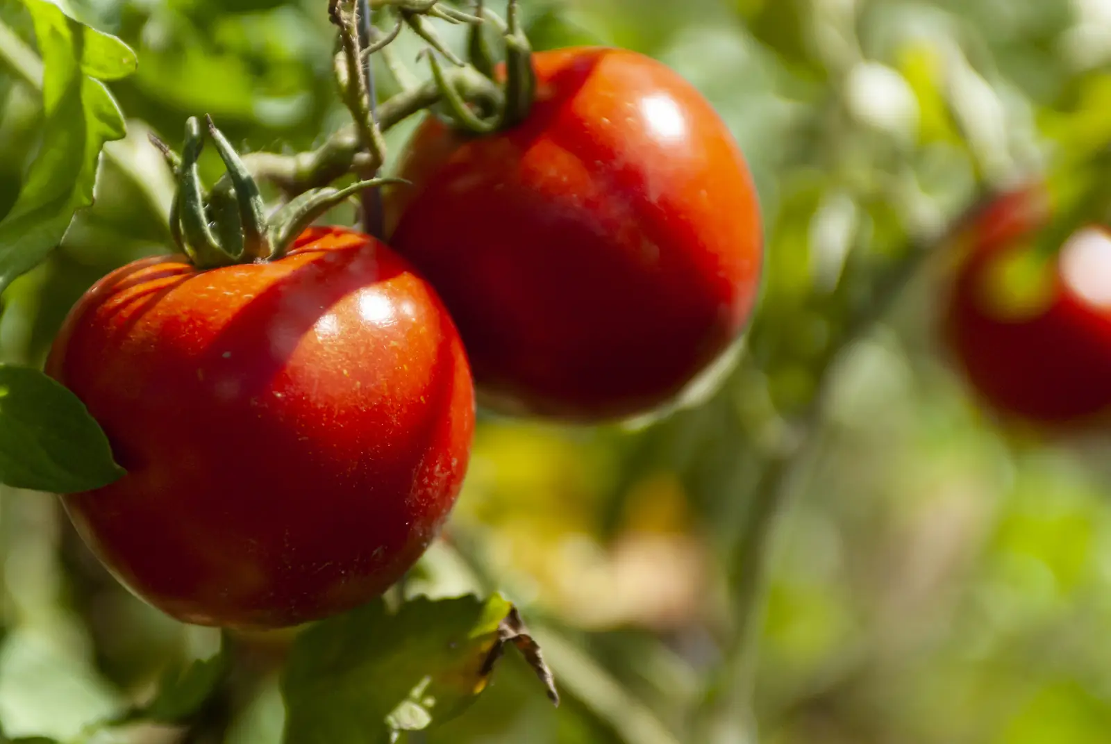Pomodori maturi nell'orto biologico di Casa Ortensia a Monteggio, nel Malcantone, Ticino